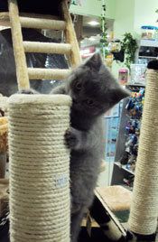 ��������� � ��������