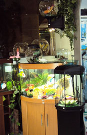 ��������� � ��������